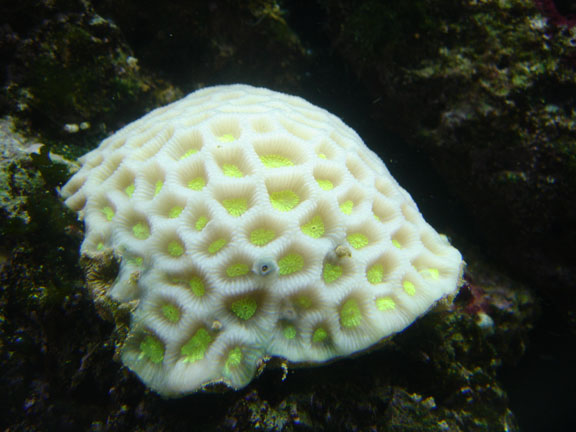Coral Bleaching From Parasites