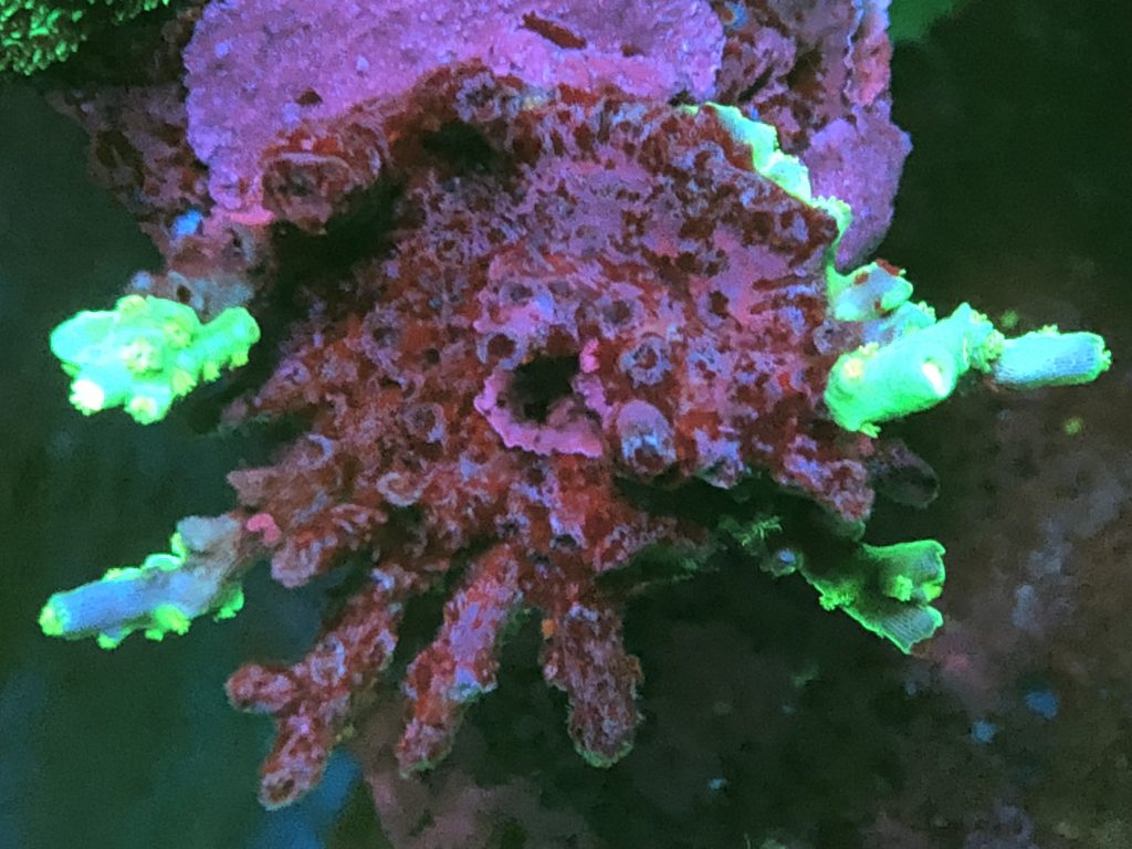 Coral Tissue Necrosis