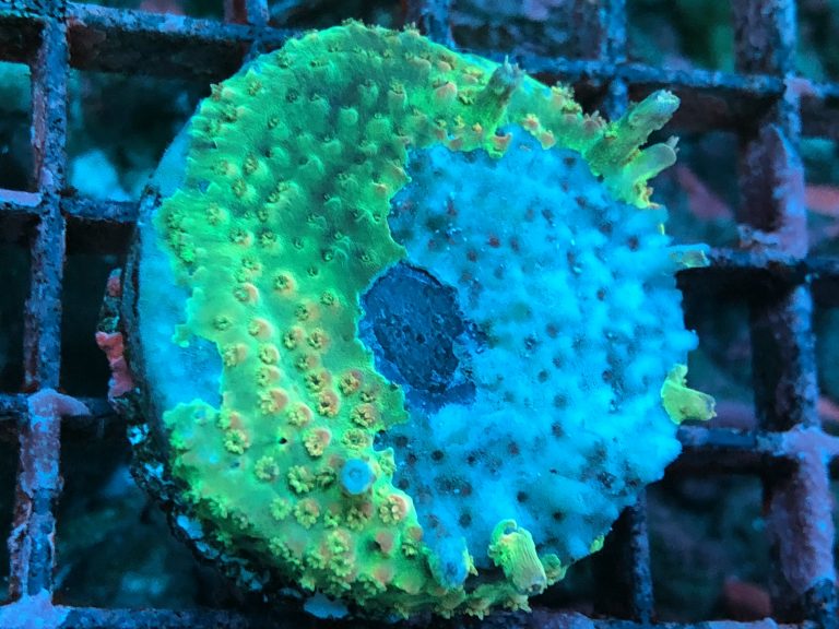 Causes and Treatment of Coral RTN (Rapid Tissue Necrosis) and STN