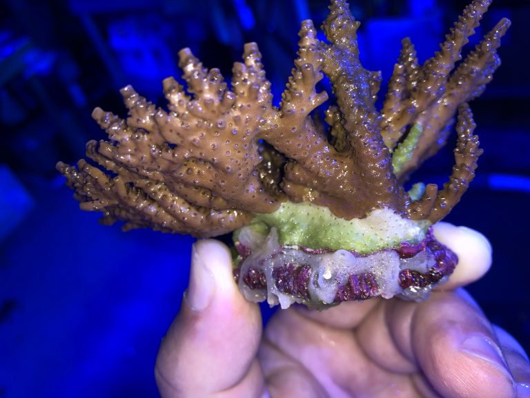 How To Tell If Your Coral Has RTN or STN Parasites Infected Coral Signs