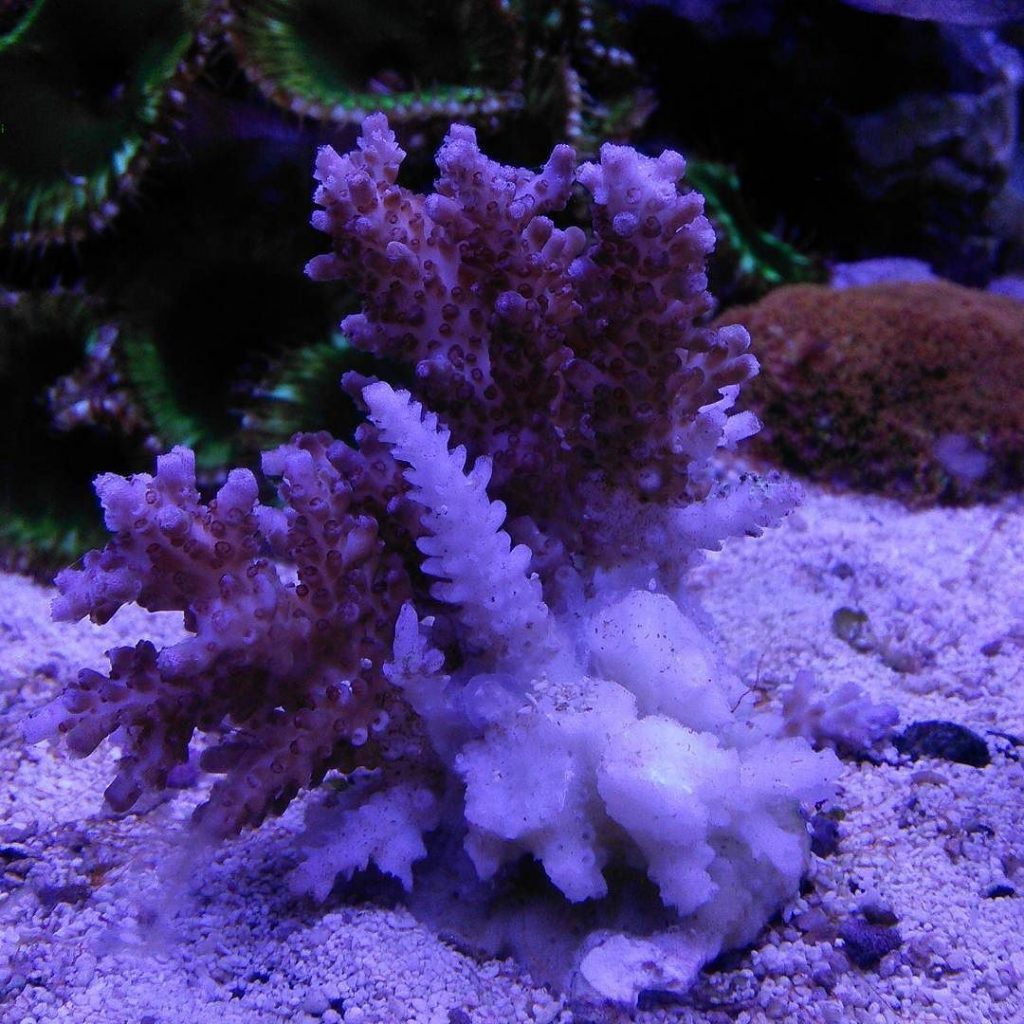 Rapid Tissue Necrosis Coral