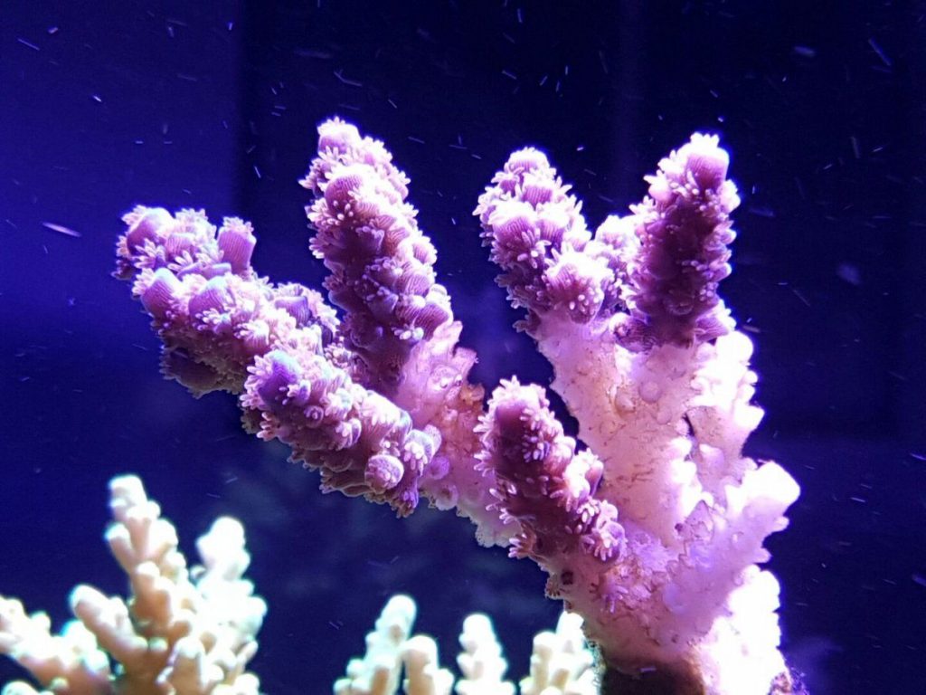 Slow Tissue Necrosis Coral